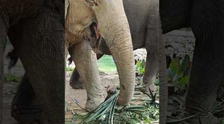 Muddy and relaxed elephants at our sanctuary in Phuket #elephants #phuket #elephantsanctuaryphuket