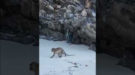 Monkys #monkeys #phiphiislands #phuket #thailand #travel #adventure #beautiful #snorkeling