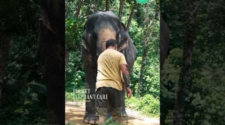 Phuket elephant care (Naithon Camp)