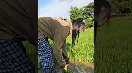 Lao girl is preparing rice plants for planting. #laos #thailand #southeastasia #agriculture