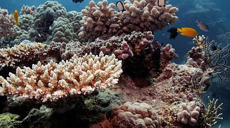 Hottest oceans in 400 years endanger Great Barrier Reef, scientists say