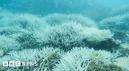 Warmest temperatures in Great Barrier Reef for 400 years