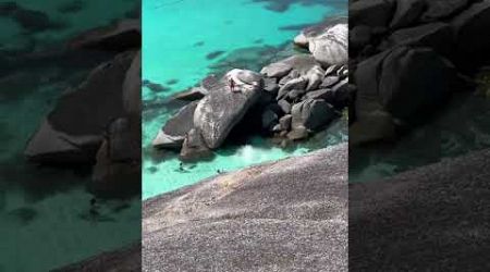 симиланы Пхукет, симиланы своим ходом, черепахи, similans phuket, similans on their own, turtles