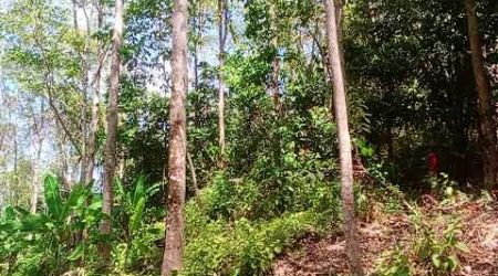 14 Rai Prime Hill Land with Rubber Plantation and Mountain Views for Sale in Thai Mueang, Phangnga