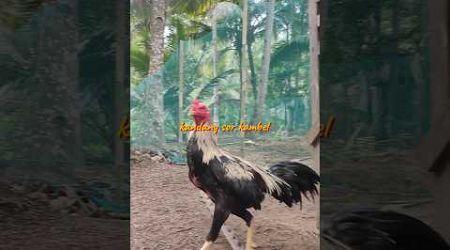 ayam bangkok berkokok #ayambangkokindonesia #shortvideo