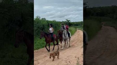 Horse riding in Pattaya with Wind of Heaven stables. +66 611691007