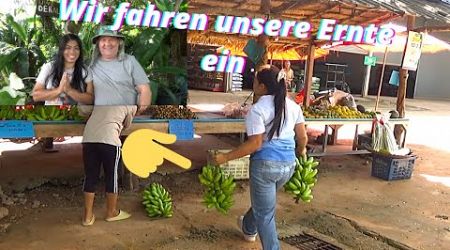 Thailand. Bananen Verkauf. Was ist der Verdienst? Auf dem Straßenmarkt hauen wir die Penunsen raus.