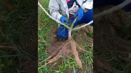 cassava in Thailand about 7 months มาดูกันว่าจะมีกี่หัว