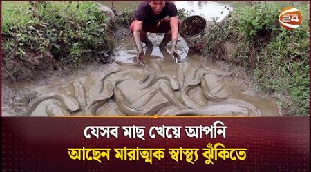 যেসব মাছ খেয়ে আপনি আছেন মারাত্মক স্বাস্থ্য ঝুঁকিতে | Healthy Lifestyle | Channel 24