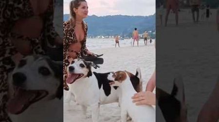 &quot;2 Puppies 1st Time at Patong Beach&quot; #beach #puppy #dog #phuket #shorts #travel