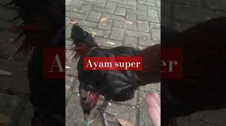 ayam bangkok super#ayambangkoksuper