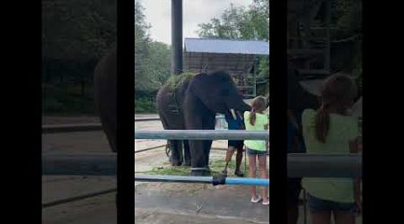 Little elephant in the elephant camp #phukettrip #elephants #phuket #thailand