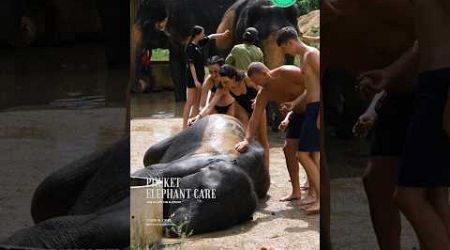 Phuket elephant care (Naithon Camp)