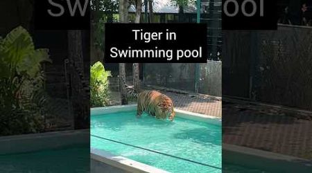 Tiger in swimming pool #tigerpark #pattaya #tigerparkpattaya #swimmingpool #tiger #thailand #animals