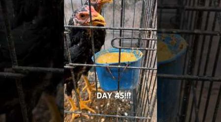 AYAM BANGKOK |PAKOY| DAY45 #trendingshorts