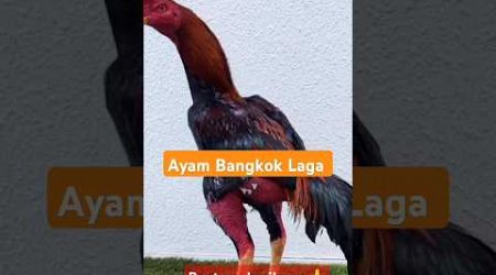 Ayam Bangkok Laga Pama #ayambangkokindonesia