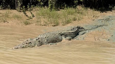 Cull or caution: Australia weighs tactics to thin crocodile numbers