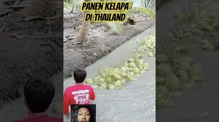 Proses panen kelapa di negara Thailand