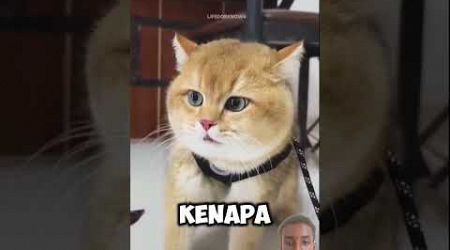 #faktaunik #animals #hewan #funny #funny #comedy #funny #viral #viralvideo #video #popular #hiu