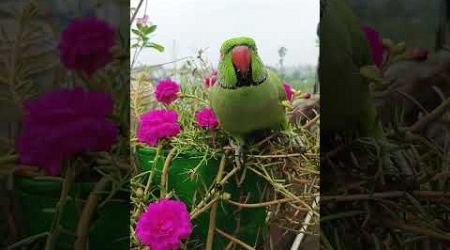 ||parrot talking Hamari Mitthu ko Bhookh Lagi Hai kha lo|| #viral #popular #talkingparrort #cutebird