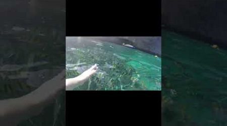 Feeding fish at Maya Bay Phuket Thailand 