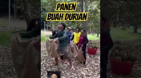 Proses panen buah durian di Thailand