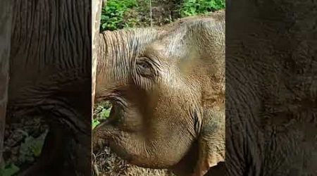 Close up of our 59 year old sweetheart Nam Paeng. #elephants #phuket #forest #nature #wildlife