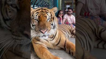 Angel, Devil and the Beast #tigerkingdom #bigcat #phuket #thailand #wildlife #feline #tiger #roar