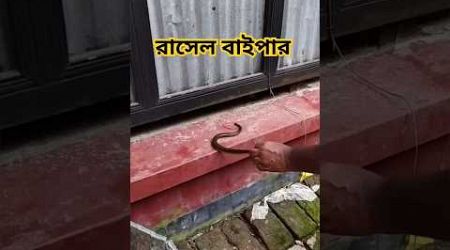 রাসেল ভাইপার সাপ #popular #snake #viralreels