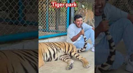 #Bangkok# Phuket #tiger zone# viral# 14/8/24# balena parvathi # YouTube #