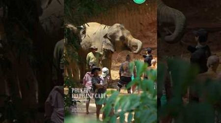 Phuket elephant care (Loch Palm Camp) #elephant #phuketelephantsanctuary #ช้างภูเก็ต