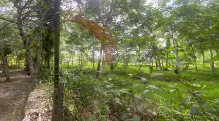 10.5 Rai Rubber Plantation Land for Sale in Thaimuang, Phangnga