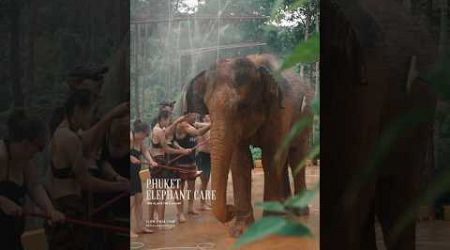 Phuket elephant care (Loch Palm Camp) #elephant #phuketelephantsanctuary #ช้างภูเก็ต