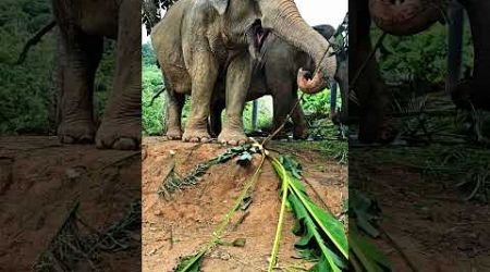 How to dismantle banana leaves at Hidden Forest Elephant Reserve #phuket #elephants #thailand