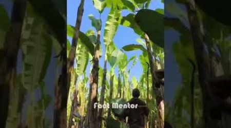 Efficient banana farming in thailand #farming #viralvideo #trending