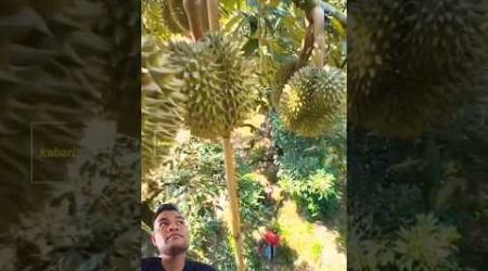 perbedaan panen durian Indonesia dengan Thailand #petanidurian #durian #fruit