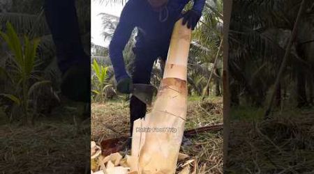 Amazing Coconut Tree Cutting Skill in Thailand -Fruits Cutting Skill