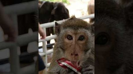 Обезьян и шоколад #zoo #pattaya #monkey #animals #shorts