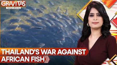 African Fish Swarm Across Thailand&#39;s Seas | Gravitas | World News | WION