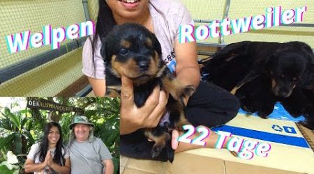 Die Thailand Rottweiler Welpen sind jetzt 22 Tage alt. Rasante Entwicklung der kleinen Racker.