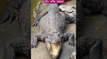 จริงหรือหลอก#จรเข้#น่ากลัว #crocodile#พัทยา #pattaya #thailand