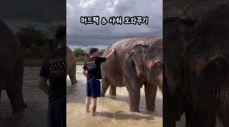 우리집 갱얼쥐랑 똑같은 코끼리들... #thailand #pattaya #elephant