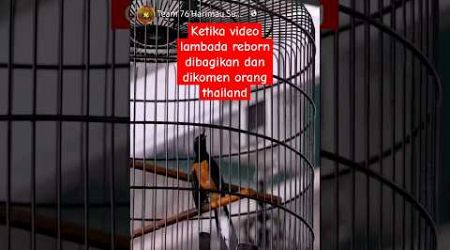 Video Lambada reborn dikomen orang thailand #muraibatu #kicaumania #thailand #reactionvideo #shorts