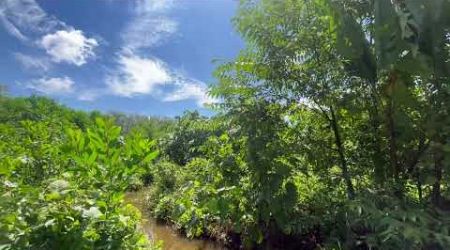 11.5 Rai of Land for Sale in Thaimueang, Phangnga