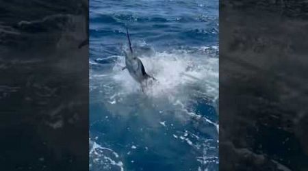 Sailfish Thrashing South of Destin #sailfish #billfish #sportfish #yacht