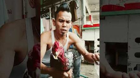 Lagi mandi siang ayam Bangkok shamo eropa asli kesayangan saya supaya segar badan nya bosku