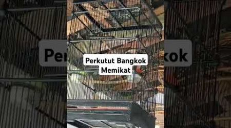 Perkutut bangkok #perkututbangkoklomba #perkututpikatbangkok #perkutut #birds #perkututperkutut