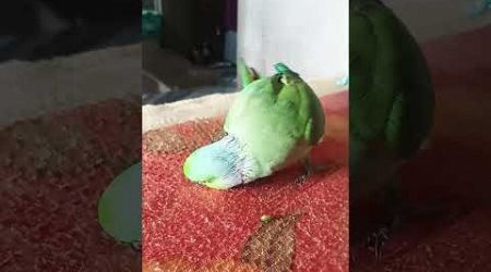 ||Parrot talking Hamare Mitthu ko Bhookh Lagi Hai kha lo||#viral #popular #funnybirds #talkingparrot