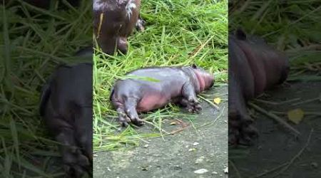 Baby Hippo battery out #baby #animals #babyanimal #hippo #cute #cutebaby #zoo #travel #foryou #usa