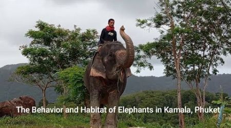 The Behavior and Habitat of Elephants in Kamala, Phuket, Thailand.